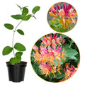 Pink Climbing Honeysuckle Plant Live, Fragrant Honeysuckle Plants Vine Bushes in 2.5 Inch Pot