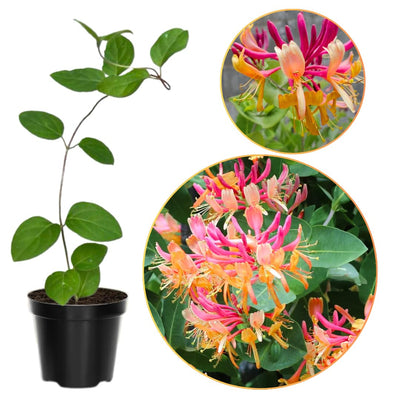 Pink Climbing Honeysuckle Plant Live, Fragrant Honeysuckle Plants Vine Bushes in 2.5 Inch Pot