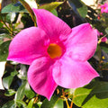 2 Pink Mandevilla Plants Live, Mandevilla Live Plant from 4 to 7 Inc Long, Mandevilla Vine Plant, Mandevilla Shrub Plant Live