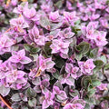Bolivian Wandering Jew Callisia Repens Pink Vine for Planting 2 Inc Pot, Pink Callisia Repens Houseplants