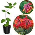 Fragrant Climbing Honeysuckle Plant Live Vine, Lonicera Perennial Honeysuckle Plants 5 to 9 Inches Tall (Major Wheeler)