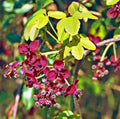 Akebia Quinata Live Plant, Akebia Chocolate Vine for Planting in 2.5 Inches Pot