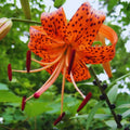 Set 20 Tiger Lilies Bulbs for Planting, Turks Cap Lily Bulbs for Planting Outdoors, Orange Flower Bulb