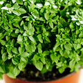 3 Basil Plants, Greek Basil Plants Live for Indoors, Perennial Herb Plant Live, 4 to 6 Inches, No Pot