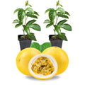 2 High Yield Passion Fruit Plants Live, Yellow Climbing Passion Vine Tree Live Plant for Outdoor Growing, 5-9" in Tall, Fast Growing Perennial Sweet and Edible Fruits