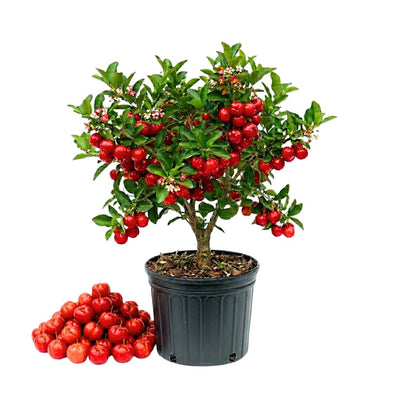 Barbados Cherry Tree Live Plant, Cherry Plant, Sweet Cherries Seedling in 4 Inches Pot, 4-7 Inches Tall, Indoor Outdoor Growing