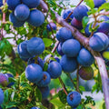 Purple Plum Tree Plant Live, Home Orchard Tree, 3-4 Ft Tall