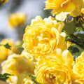Lemon Yellow Rose Bush Plant Live Shrub Rebloomers, Fragrant Rose Bushes Plant Live, Roses for Planting, Starter Size, 4 to 10 Inc Tall