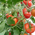 Big Tomato Cherry Live Plant in 4 Inch Pot, Red Tomato Plants Live 8-10 Inch Tall, Vegetable Plant for Planting Outdoor Indoor