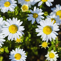 Daisy Flower Plant, White Daisy Plant Live Pot, Live Daisy Plant, 2.5 Inc Potted for Growing Indoor Outdoor
