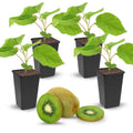 Hardy Male Kiwi Plants Live for Planting, Size Starter from 5 to 10 Inches Tall, Berry Vine, Cold Hardy Edible Fruit Vines for Home Garden