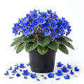 Blue African Violet Plant Live, Blue Violet Flower, 3-5 Inches Tall