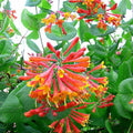 Dropmore Scarlet Climbing Honeysuckle Plant Live, Fragrant Honeysuckle Plants Vine Bushes in 2.5 Inch Pot