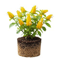 2 Shrimp Live Plants, Yellow Shrimp Plant Live, Justica Brandegeana Plant from 4 Inches Tall Seedling, Ready to Plant, 2 Plants, Live Shrimp Plants
