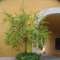 Live Pomegranate Tree, Pomegranate Tree Plant, 6-8 Inch Tall Live Sweet Pomegranate Fruit Plant, Red Fruits, Well Rooted Fruit Trees Plants for Outdoor Growing