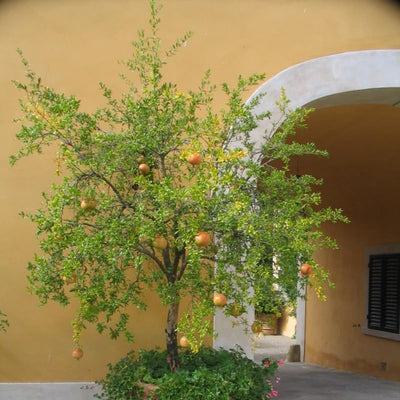Live Pomegranate Tree, Pomegranate Tree Plant, 6-8 Inch Tall Live Sweet Pomegranate Fruit Plant, Red Fruits, Well Rooted Fruit Trees Plants for Outdoor Growing