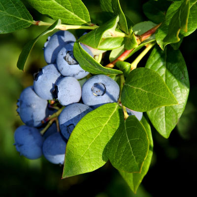 Blueberry Bushes Live Plant, 8-15 Inch Tall, Sweet Blueberry Plant Live for Planting, Berries Fruit Trees Live Plants (North Blueberry Plant)