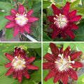 2 Abundant Bloom Red Passion Flower Plants Live, Red Passiflora Live Plant for Trailing, Climbing Trellis Outdoor, 5-9" in Tall, Perennial, Fragrant