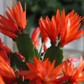 Easter Cactus Plant in 4'' Pot, Spring Blooming Succulent, Holiday Cactus, Indoor Flowering Houseplant (Orange Blooms)