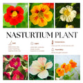 Nasturtium Plants Live 4-6 Inches, 2 Plants per Pot, Live Trailing Flowers for Gardens, Containers, and Borders