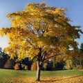 1 Tulip Poplar Tree Live Plant for Planting in Quart Pot, 8-14 Inch Tall, Hybrid Tulip Poplar Seedling to Grow, Yellow Poplar Plant Live