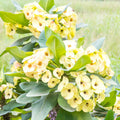 Yellow Crown of Thorns Plant Live, Euphorbia Milli Plant, Yellow Flower Plants for Growing, 4 to 6 Inch