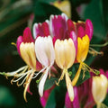 Fragrant Pink Yellow Climbing Honeysuckle Plant Live Vine, Lonicera Perennial Honeysuckle Plants 5 to 9 Inches Tall