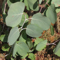 Live Eucalyptus Plant, Silver Dollar Eucalyptus Live Plant, Eucalyptus Plant Live, Live Eucalyptus Tree, Live Eucalyptus Plant Indoor