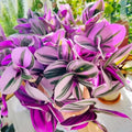 Wandering Jew Plant in 2'' Pot, Tradescantia Plant Live, Tradescantia Trailing Vine, Fast-Growing Indoor Houseplant (Pink Tradescantia Nanouk)