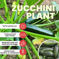 Set 2 Squash Plants Live for Planting, Green Zucchini Plants Live for Planting, Vegetable Plant 4 Inches Pot