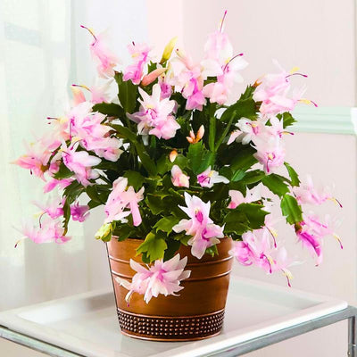 1 Thanksgiving Christmas Cactus Plants Live in 4" Pot, Houseplant Holiday Cactus, Vibrant Single Color Blooms Indoor Outdoor, Zygocactus Like, Winter Hardy (Light Pink)