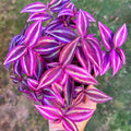 2 Pink Wandering Jew Tradescantia Plants Live in 3.5" Pot, Cold Hardy, Indoor Outdoor Spring Planting