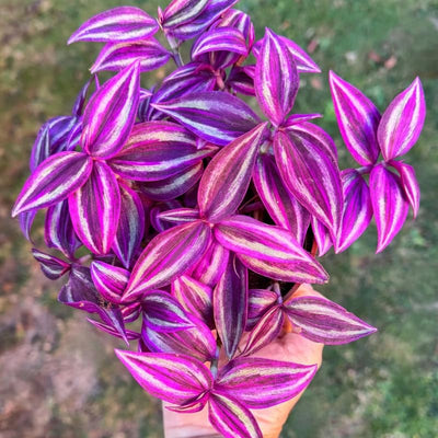 2 Pink Wandering Jew Tradescantia Plants Live in 3.5" Pot, Cold Hardy, Indoor Outdoor Spring Planting