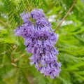 Purple Jacaranda Tree Live Plant, Jacaranda Mimosifolia Tree 7-12 Inch Tall Including Pot, Outdoor Growing