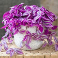 2 Purple Wandering Jew Plants Live Houseplants, Rooted Cuttings Tradescantia Live Plant for Décor, Fast-Growing and Easy to Grow, Starter Size
