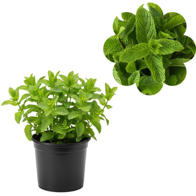 Spearmint Herb Plant Live, Perennial Mint Plant, Fragrant Mints, 3.5 Inch Pot for Indoor or Outdoor Growing