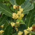 Bay Laurel Plant Tree Live, Laurus Nobilis Bay Leaf Trees, Sweet Bay Laurel Tree, 5-9" Tall, No Pot
