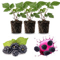 03 BlackBerry Bushes Plants Live, 4-6" in for Spring Planting, Outdoor Growing, High-yielding Blackberries Trees, (Easy Planting BlackBerry)