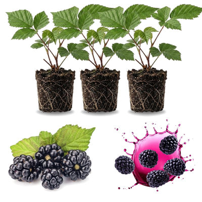 03 BlackBerry Bushes Plants Live, 4-6" in for Spring Planting, Outdoor Growing, High-yielding Blackberries Trees, (Easy Planting BlackBerry)