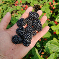 03 BlackBerry Bushes Plants Live, 4-6" in for Spring Planting, Outdoor Growing, High-yielding Blackberries Trees, (Triple Crown Thornless BlackBerry)
