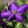 Deep Purple Clematis Vine Plant Live for Planting, Fragrant Clematis Plant Live in 2.5 Inches Pot, Clematis Flowers Perennial