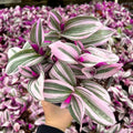Tradescantia Nanouk Plant, Pink Wandering Jew Live Plant, Inch Plant Live for Planting, 4 Inc Pot, Wandering Jew Plant, Tradescantia Live Plant
