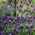 3 Lavender Plants Live Starter Plants 1-3" in Tall, Hardy Perennial Lavender for Garden and Landscape with Fragrant Purple Blooms, No Pot (Phenomenal)