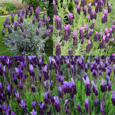 3 Lavender Plants Live Starter Plants 1-3" in Tall, Hardy Perennial Lavender for Garden and Landscape with Fragrant Purple Blooms, No Pot (Phenomenal)