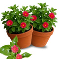 Red Apple Aptenia Live Plants, Starter Red Ice Plant in 2 Inch Pot, Baby Sun Rose Trailing Succulent for Ground Cover and Outdoor Garden