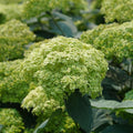 Cold Hardy Hydrangea Live Plant Tree, 5"-10" Hydrangea Bush Live Shrub Starter Plants, Dormant in Winter, Green to White Color Blooms