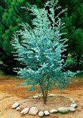 Live Eucalyptus Plant, Silver Dollar Eucalyptus Live Plant, Eucalyptus Plant Live, Live Eucalyptus Tree, Live Eucalyptus Plant Indoor