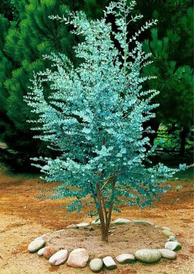 Silver Dollar Eucalyptus Live Plant, Live Eucalyptus Plant, Eucalyptus Plant Live, Live Eucalyptus Tree, Live Eucalyptus Plant Indoor