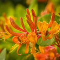 Reddish Orange Mandarin Climbing Honeysuckle Plant Live, Fragrant Honeysuckle Plants Vine Bushes in 2.5 Inch Pot