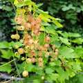 Live Currant Bush Plant Fast Growing, Ready Bear Fruit Within 1 Year - No NC, WV, NH, 6-14" Tall, Great for Backyard or Orchard Growing, Currant Plant (Yellow)